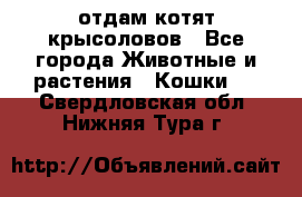отдам котят крысоловов - Все города Животные и растения » Кошки   . Свердловская обл.,Нижняя Тура г.